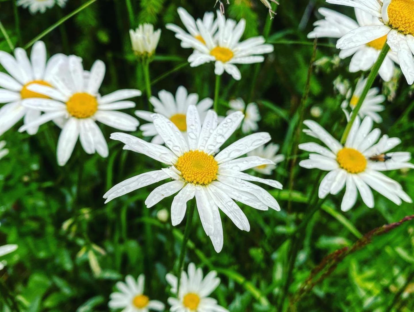 Chalupa U Smrku Horní Polubný Exteriér fotografie